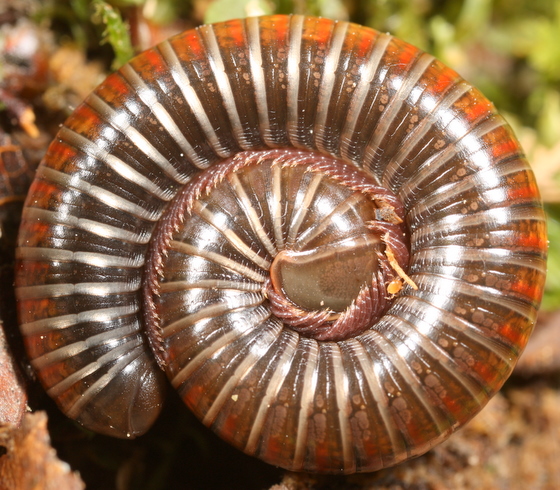 Представитель Семейства Choctellidae